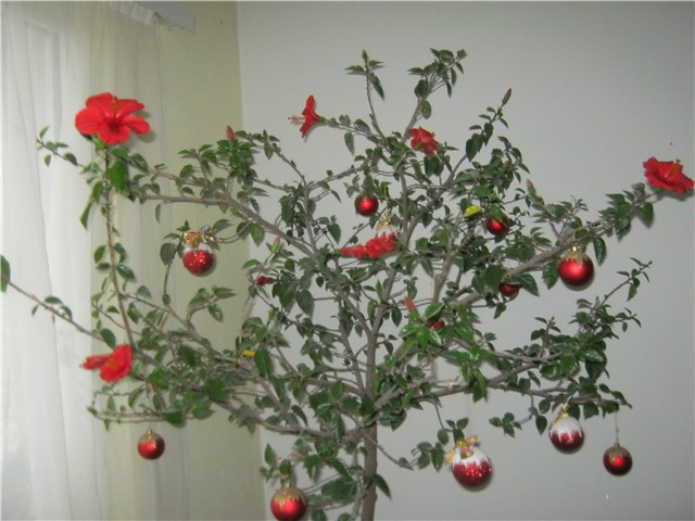 hibiskus